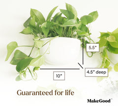 Make Good Virgo next to a ruler showing scale for correct plant selection benefit