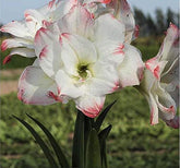 Marde Ross Amadeus Amaryllis front view showing white picotee blooms and elegant presentation benefit