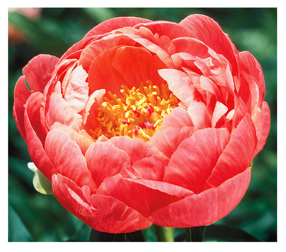 Marde Ross Coral Charm front view showing coral semi-double blooms and habit
