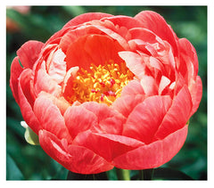 Marde Ross Coral Charm front view showing coral semi-double blooms and habit