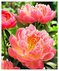 Marde Ross Coral Charm stem and foliage detail demonstrating sturdy stems
