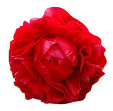 Marde Ross First Out front packaging showing dark red peony blooms and cultivar label, clear identification benefit