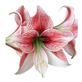 Marde Ross Glee amaryllis front view showing striped blooms for dramatic display