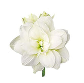 Marde Ross Marquise double white front view showing elegant full blooms and bright display
