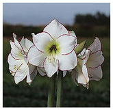 Marde Ross front view of Picasso White amaryllis showing elegant blooms and curb appeal