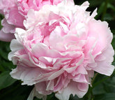 Marde Ross Sarah Bernhardt front packaging showing bare root and label, easy planting