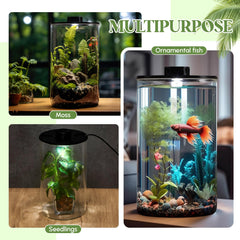 Maxdot terrarium on a desk with plants illustrating compact decorative use
