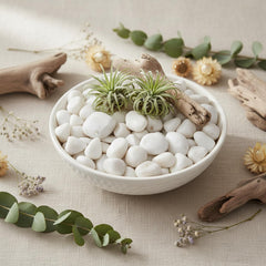 Midwest Hearth stones used as succulent topdressing keeping pots tidy and attractive