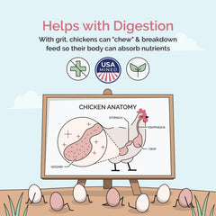 Chicks eating near Mile Four grit dish, supporting healthy feed digestion