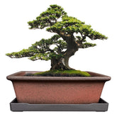 MUZHI front view of rectangular bonsai planter showing shape and finish, highlights decorative benefit