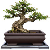 MUZHI front view of rectangle bonsai pot showing vintage brown color and shape, stylish display