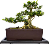 MUZHI rectangular bonsai pot front view showcasing classic shape and matte finish