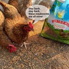N2 mealworms in shallow bowl being served to chickens showing appeal and nutrition