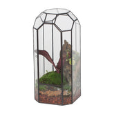 NCYP front view of octagon terrarium showing clean glass panes and slim profile for display