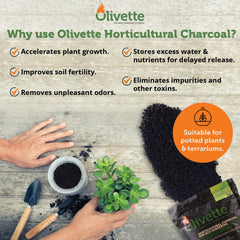 Olivette biochar used inside a terrarium demonstrating odor reduction benefit