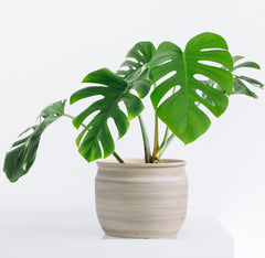 Olly & Rose pot in use with succulent showing styling and healthy plant display