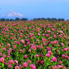 close-up of Outsidepride red clover seed texture highlighting even coating