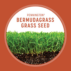 Young Pennington Bermuda seedlings emerging showing fast germination