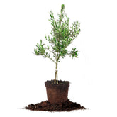 Perfect Plants Arbequina front view showing healthy compact tree and planting readiness