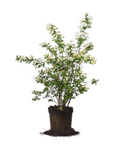 Perfect Plants front view showing cascading white spring flowers and elegant silhouette