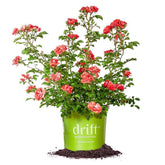 Perfect Plants front view of Coral Drift Rose showing compact habit and coral blooms, enhances borders
