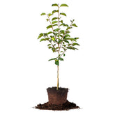 Perfect Plants front view of 3–4 ft Fuyu persimmon tree showing healthy form and trunk
