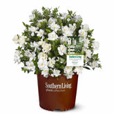 Perfect Plants front view of Jubilation Gardenia showing compact habit and blooms for curb appeal