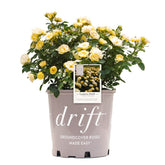 Perfect Plants Lemon Drift front view showing compact yellow blooms and tidy habit