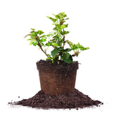 PERFECT PLANTS front view of PrimeArk Freedom in 1 gallon pot, ready to plant