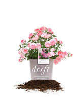 PERFECT PLANTS Sweet Drift Rose front view showing compact pink blooms and spread