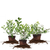 Perfect Plants three-pack front view showing healthy live bushes for quick harvest