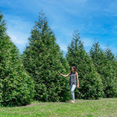 PERFECT PLANTS Thuja front view showing dense green privacy foliage benefit