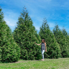PERFECT PLANTS Thuja front view showing dense green privacy foliage benefit