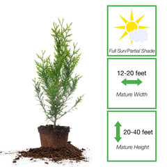 Perfect Plants Thuja Green Giant foliage close-up highlighting vibrant green texture and aroma benefit