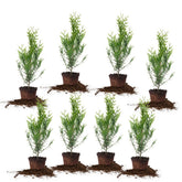 Perfect Plants Thuja Green Giant front view showing healthy dense foliage for instant privacy
