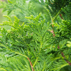 Perfect Plants Thuja Green Giant lined as a privacy screen reducing sightlines and wind benefit