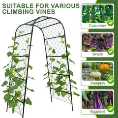 PHENEAHILL arch in use with cucumbers kept clean and ventilated for healthier plants