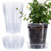 Phoenix Vine front view of clear 6-inch pot showing transparency and size benefit