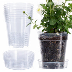 Phoenix Vine front view of clear 6-inch pot showing transparency and size benefit