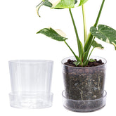 Phoenix Vine front view clear acrylic pot showing sleek design and display benefit