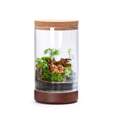 Phoenix Vine front view of clear glass terrarium showing elegant cylindrical form and plant display benefit