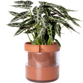 Phoenix Vine front view of terracotta planter showing clean profile and benefit: timeless style