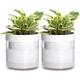 Phoenix Vine front view of white terracotta planter showing clean modern look and easy styling