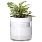 Phoenix Vine front view of white terracotta planter showing clean design and calm decor
