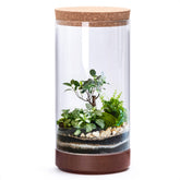 Phoenix Vine clear glass terrarium front view showing clean lines and transparency