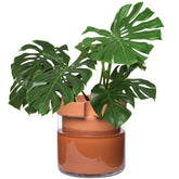 Phoenix Vine front view of terracotta pot showing clean silhouette and indoor style