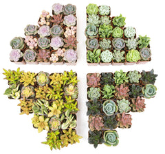 Plants for Pets tray of 50 succulents showing neat presentation and ease of use