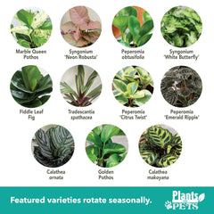 Plants for Pets close-up of leaf texture highlighting vibrant, healthy foliage