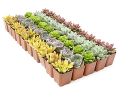Plants for Pets succulents used as table centerpiece showcasing event-ready style