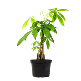 Plants for Pets money tree front view showing braided trunk and full foliage, enhances decor